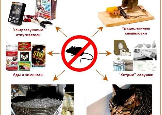 Как избавиться от мышей под полом